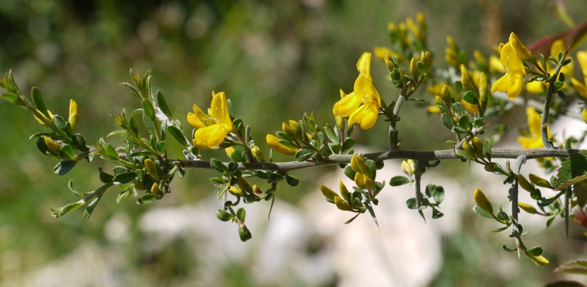 Genista scorpius, Eltxumendi mendian