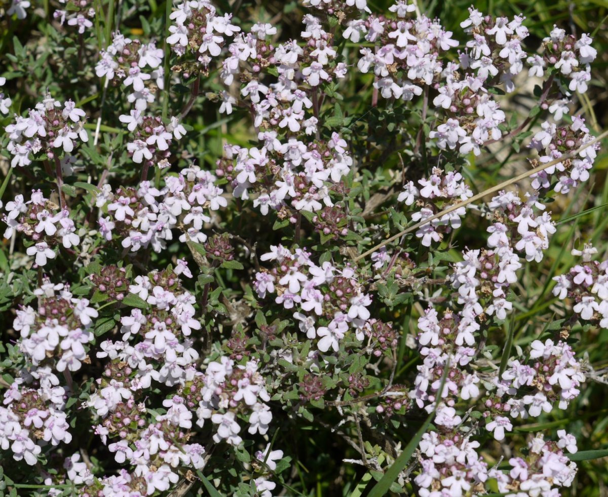 Thymus vulgaris, Eltxumendi aldean