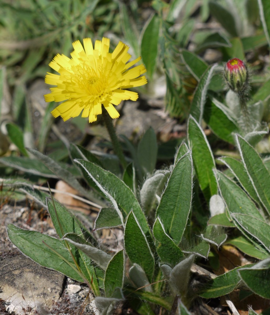 Pilosella peleterana Orba mendian