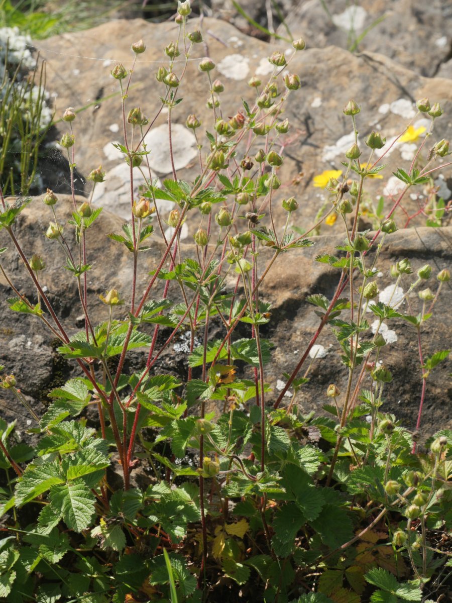 Potentilla rupestris Lapazarra gainean