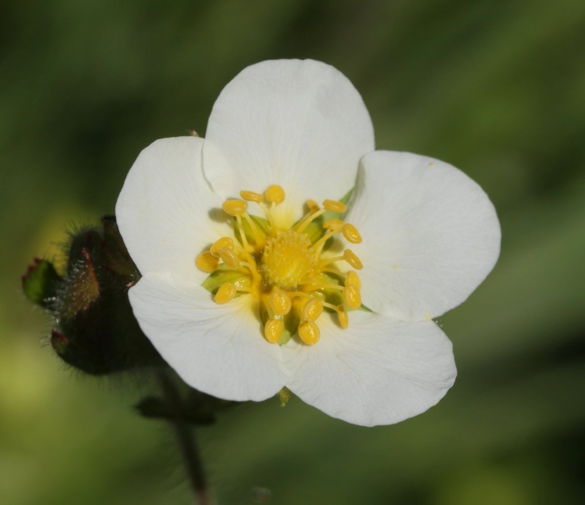Potentilla rupestris Lapazarra gainean