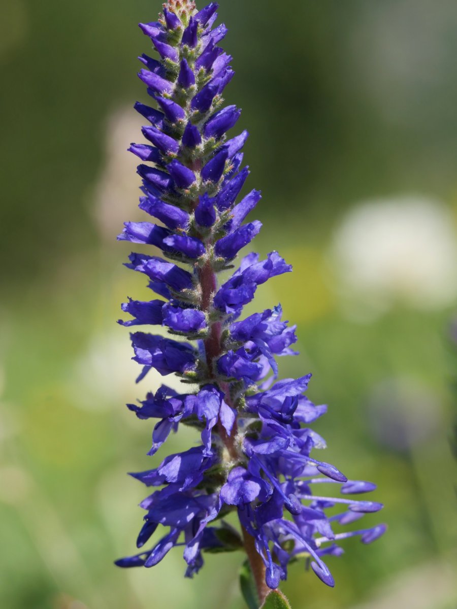 Veronica spicata Lapazarra tontorraren inguruetan