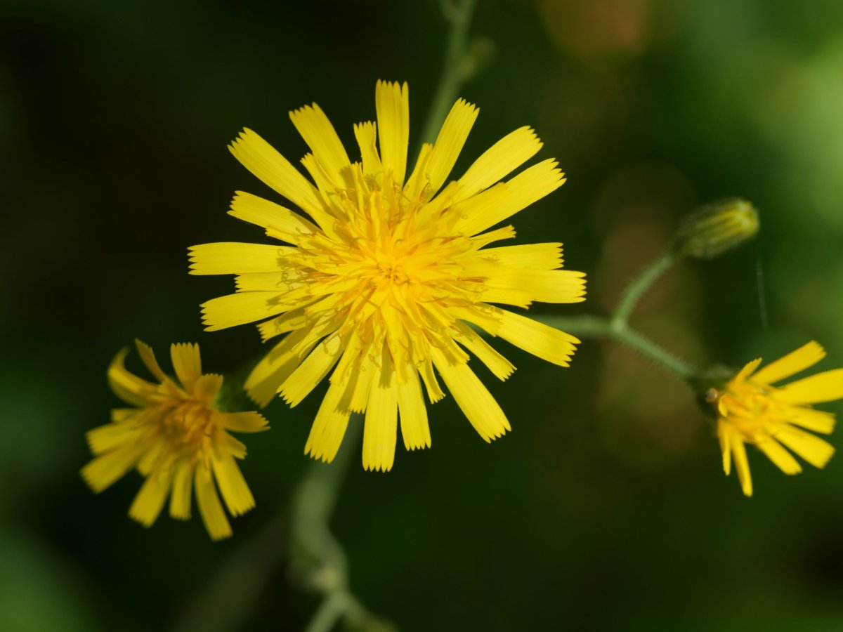 Hieracium murorum Lapazarrako iparraldeko basoan