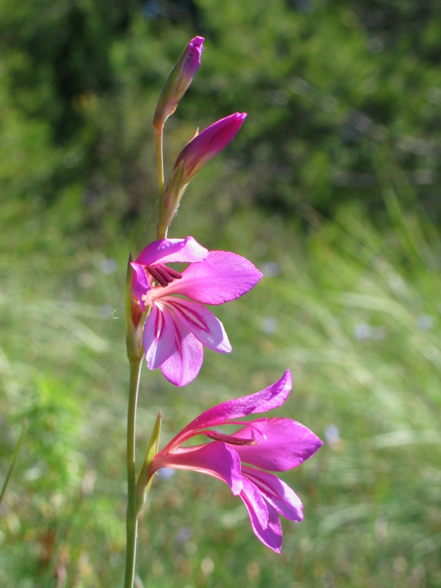 Gladiolus illyricus Antxoriz mendian