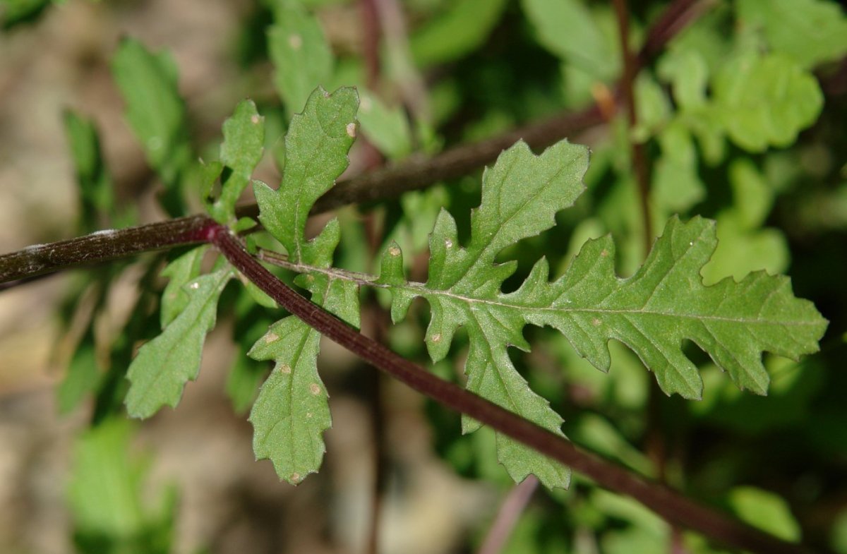 Senecio aquaticus erraticus Orgiko basoan