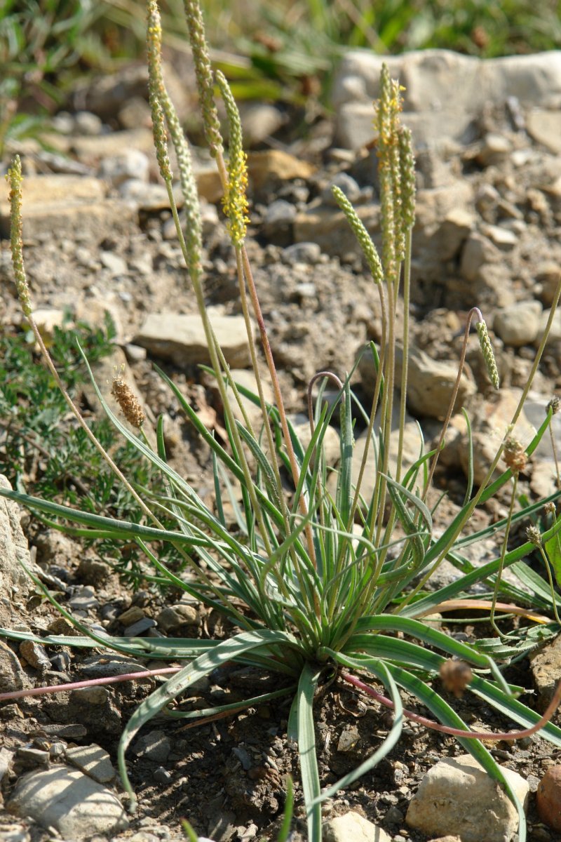 Plantago maritima serpentina Aranotz mendian