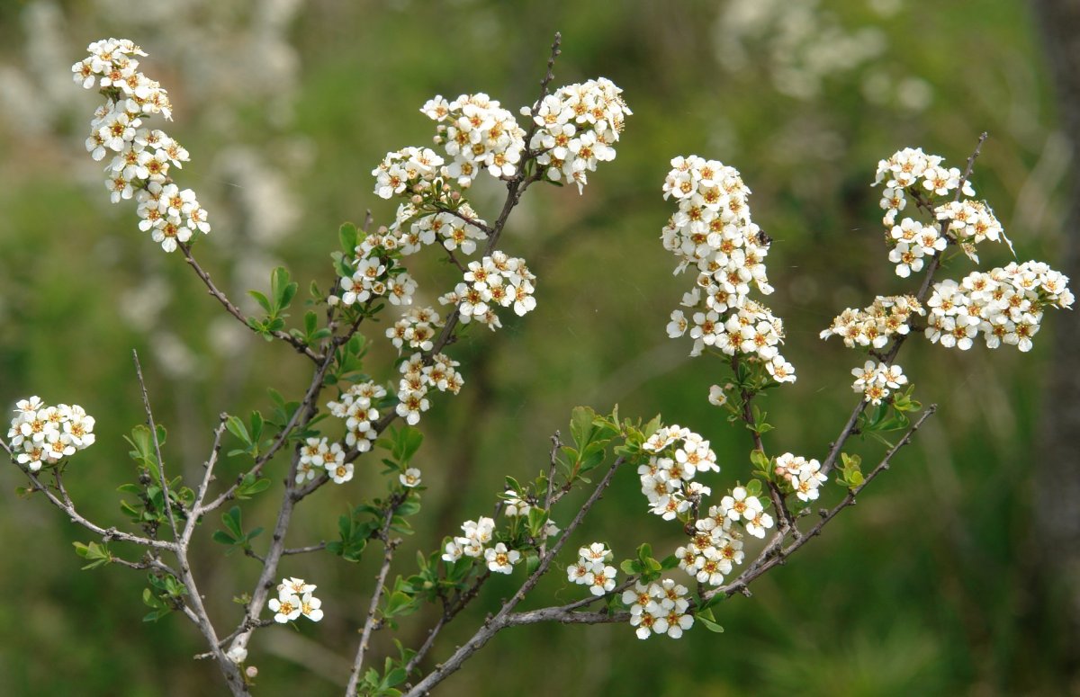 Spiraea hypericifolia Taxoare mendian