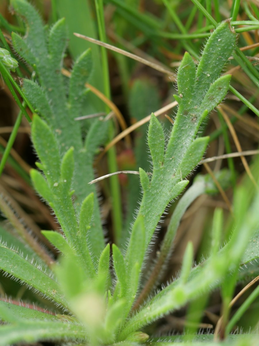 Plantago coronopus Perriain mendian
