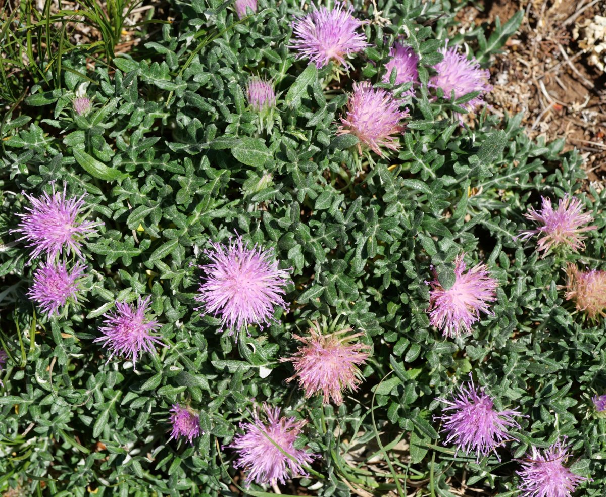 Jurinea humilis Perriain mendian