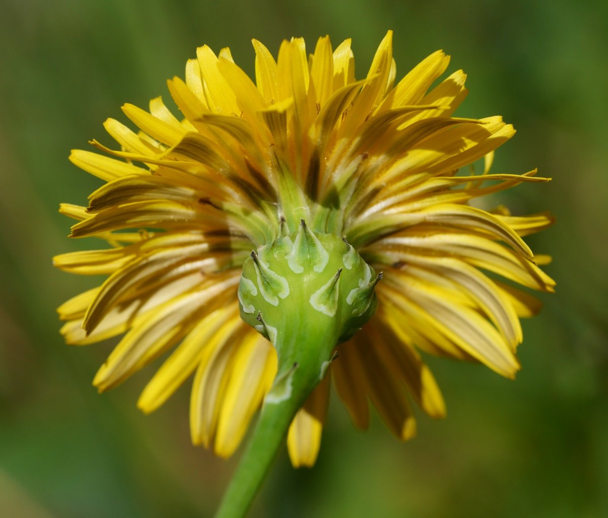 Reichardia picroides