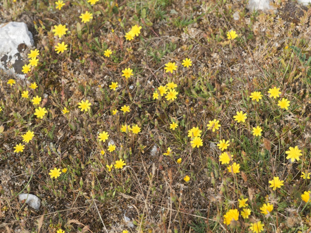 Leontodon taraxacoides taraxacoides Urbasa aldean