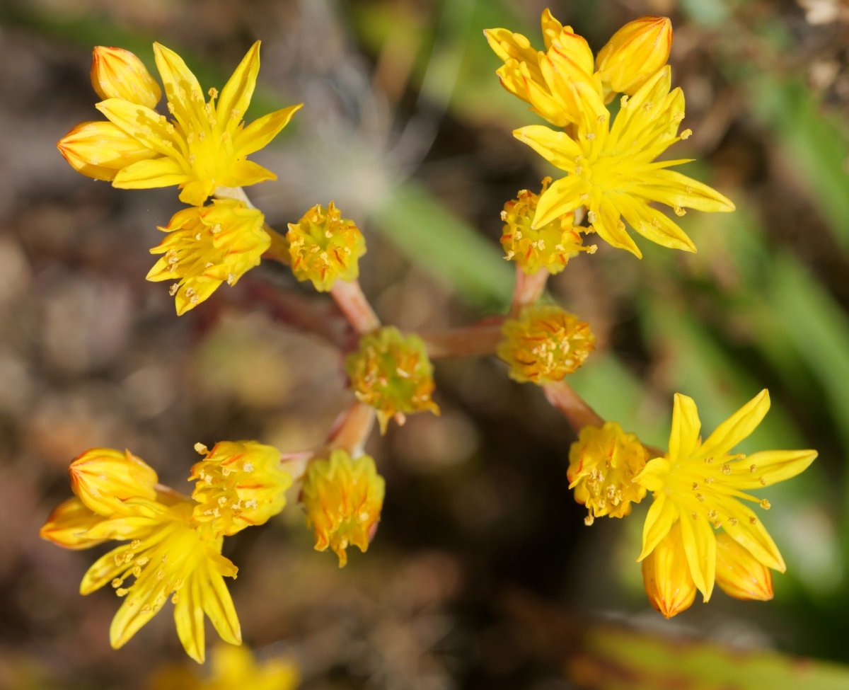 Sedum amplexicaule Urbasa aldean