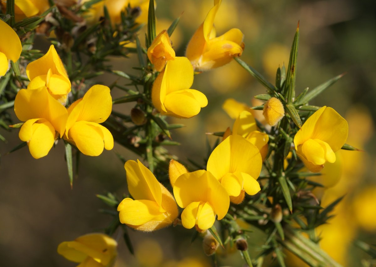 Ulex europaeus Aldura mendian
