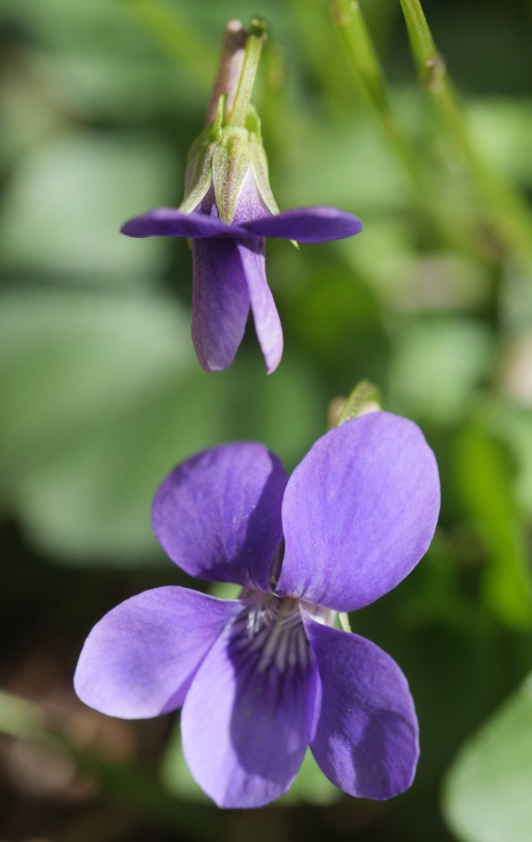 Viola riviniana Arditurrin