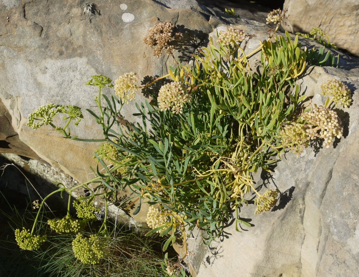 Crithmum maritimum Jaizkibelgo itsasertzean
