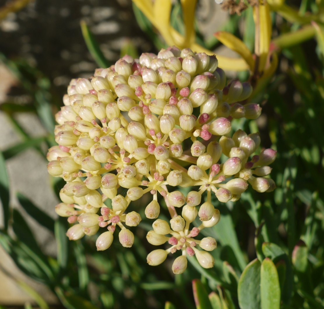 Crithmum maritimum Jaizkibelgo itsasertzean