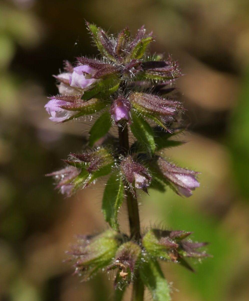 Stachys arvensis Orio aldean