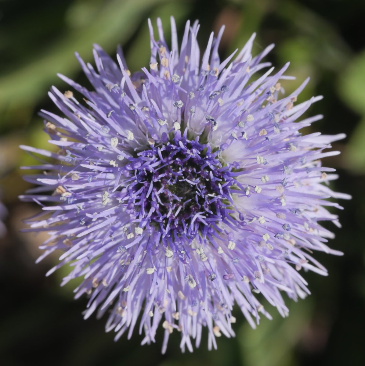 Globularia vulgaris, Etxauri mendian