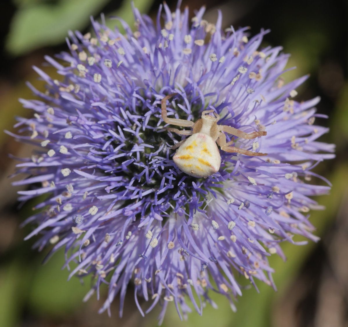 Globularia vulgaris, Etxauri mendian