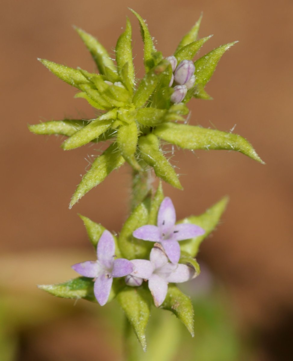 Sherardia arvensis Etxauri mendian