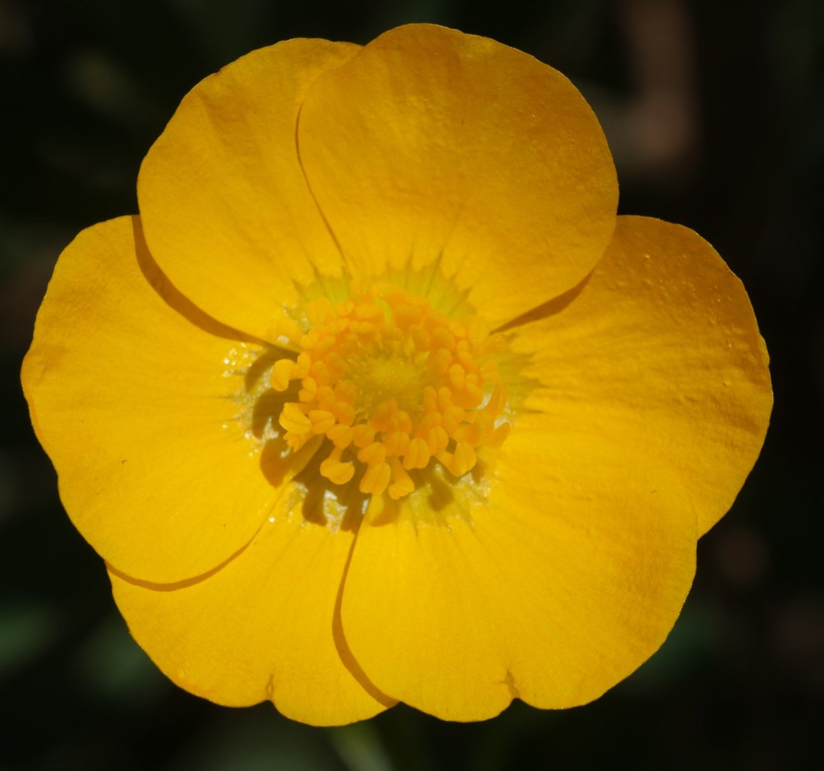 Ranunculus paludosus Etxauri mendian