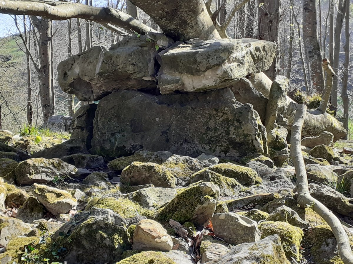 Otro árbol caido al Dólmen (abril 2025)