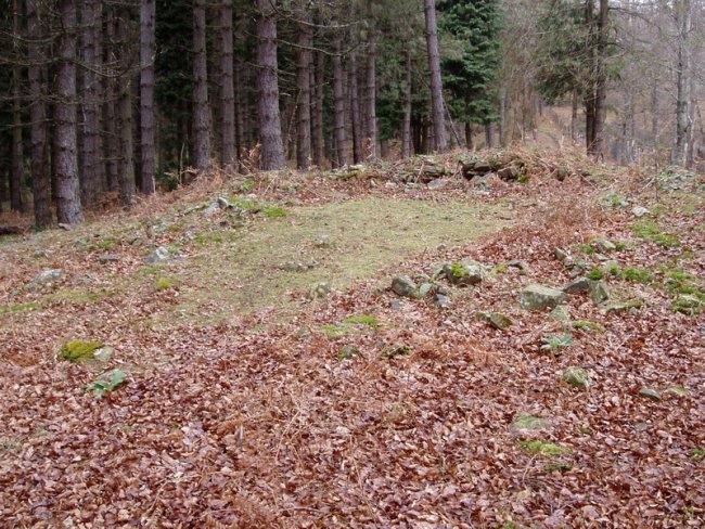 Praalata trikuharria