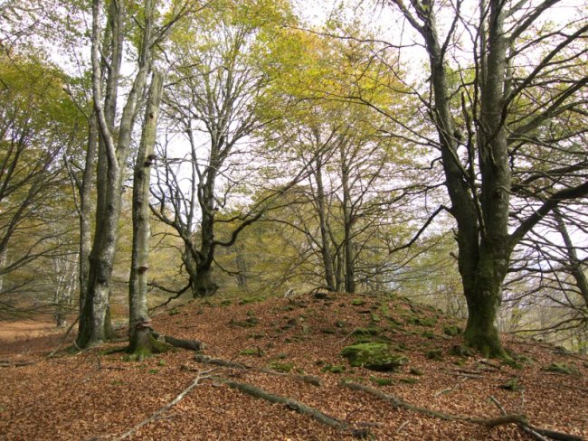 Balenkaleku Ipar trikuharria