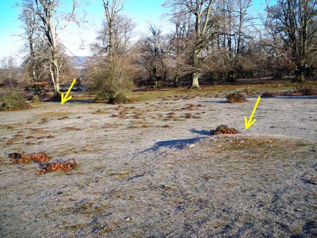 Zurgaina  campo  tumular