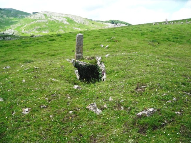 Organbide trikuharria