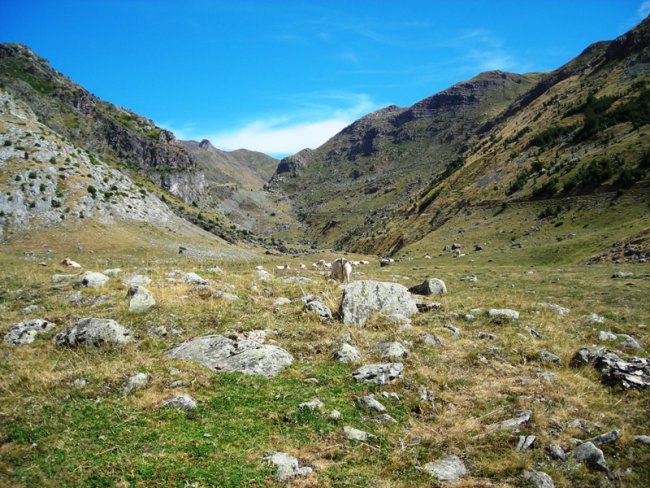 Mallo Blanco trikuharria