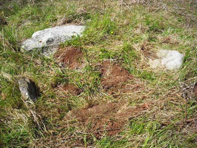 Muxugorri ekialde trikuharria