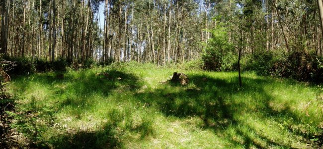 Saierrikolanda 1 trikuharria