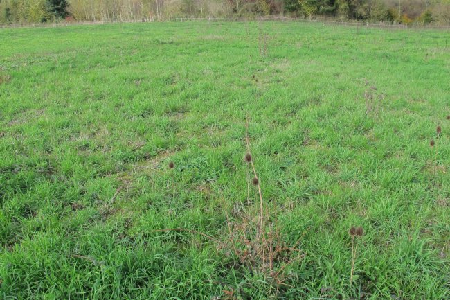 Gurutzeondo trikuharria egondako soroa, Udabe