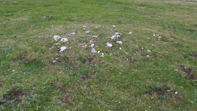 Atau 1 tumulua, Entzia