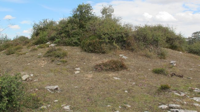 Choza Poli trikuharria, Badais mendikatea