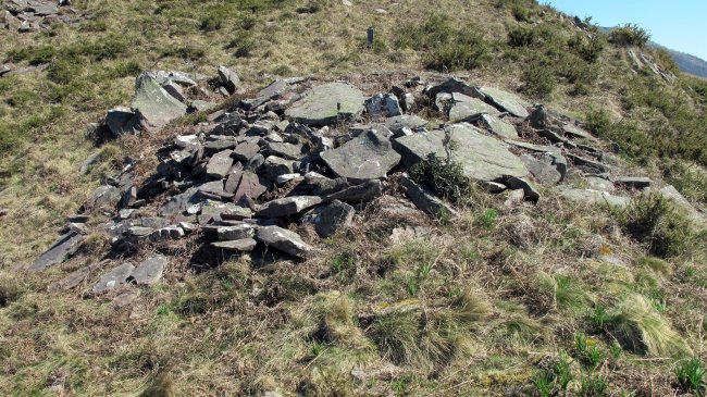 Makillipurdi trikuharria, Zubieta