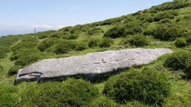 Gorospilgo Lepoa zutarria