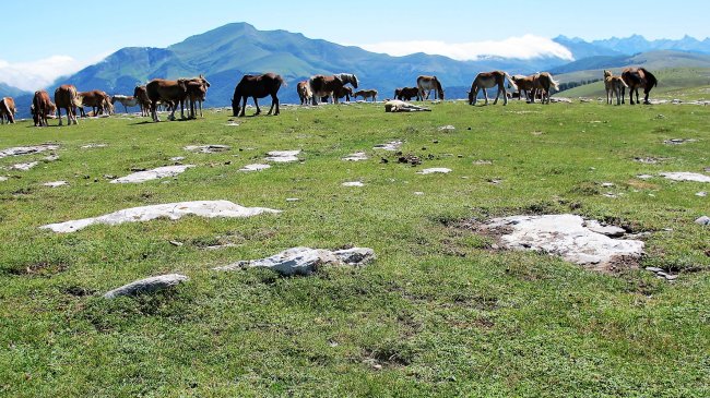 Idokorria 3 ekialde trikuharria, Otsagabia