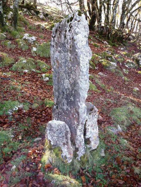 Arrietabaso zutarria (2017)