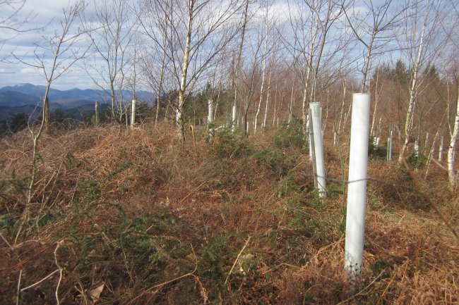 Túmulo Pagotxueta 3  (Febrero  2018)