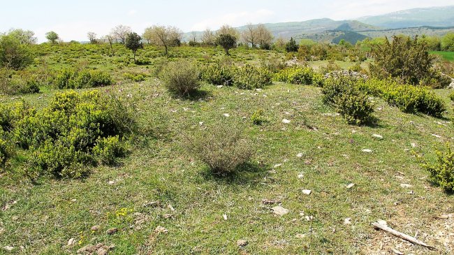 Magdalena tumulua, Aizpun-Goli