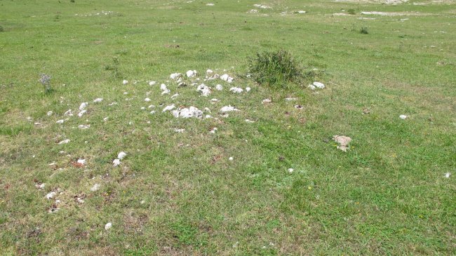 Surbe 1 este tumulua, Entzia