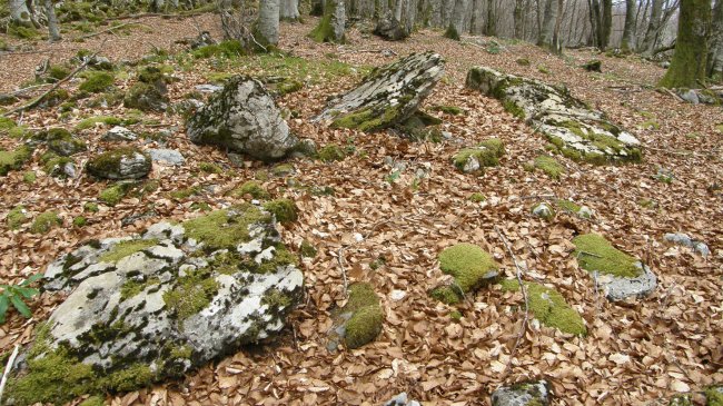 Elkorra trikuharria, Beruete-Basaburua