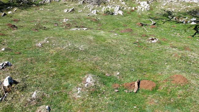 Ollide tumulua, Urbasa