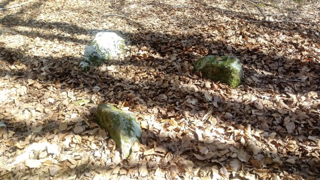 Astonzulo zista (2019)