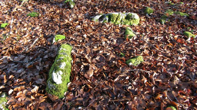 Kortagaña trikuharria, Entzia