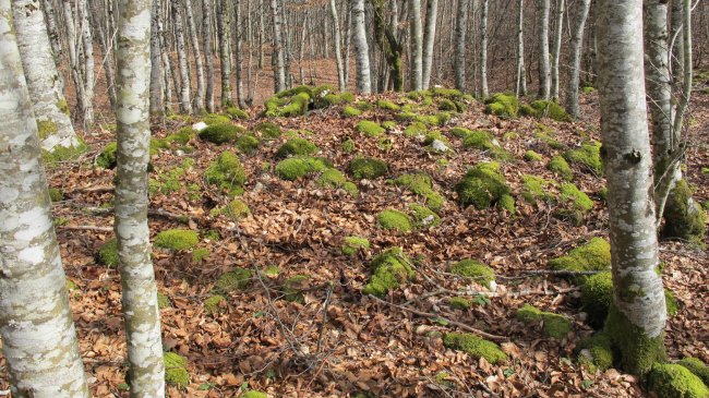 Bagaia tumulua, Entzia