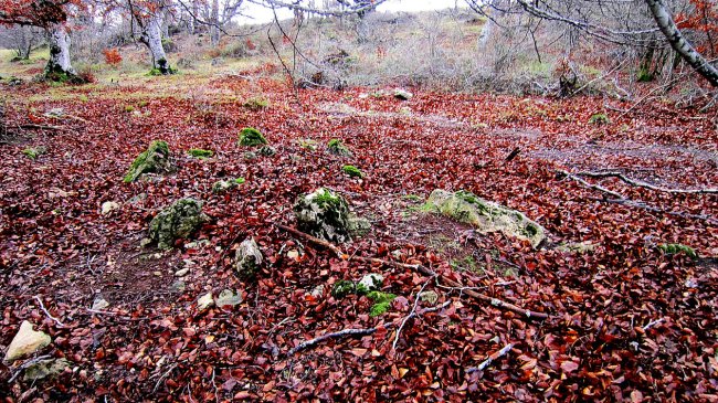 Berjalaran 2 hego trikuharria, Donemiliaga