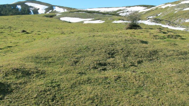 Etzantza etxola hondoa, Erregenea